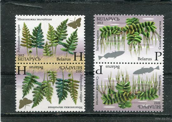 Беларусь 2012. Флора. Папоротники. Тет-беш