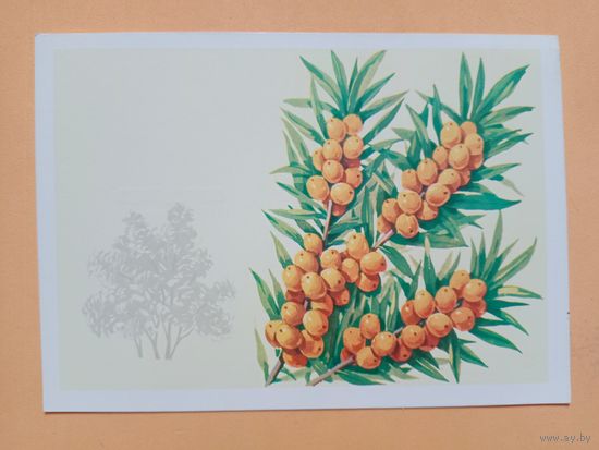 Открытка Куртенко,1980 чистая
