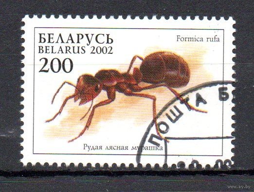 Рыжий лесной муравей  Беларусь 2002 год (461) серия из 1 марки