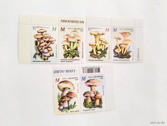 Беларусь  2024 6 м(3 сц)  грибы