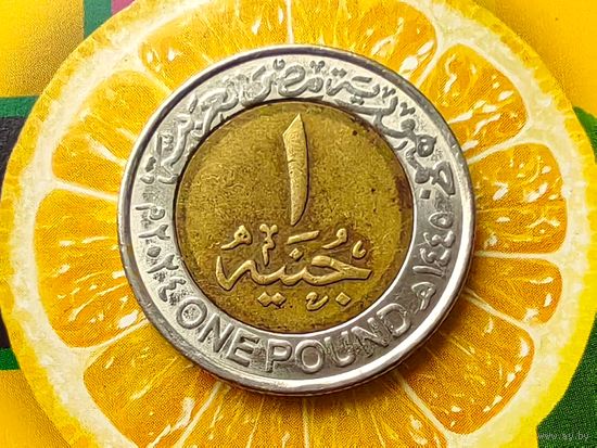 Египет. 1 фунт 2024. Нечастая монета! Торг.