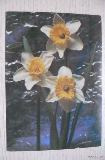 Стейнерт Э., Стейнерт Т., Нарциссы, 1986, чистая.