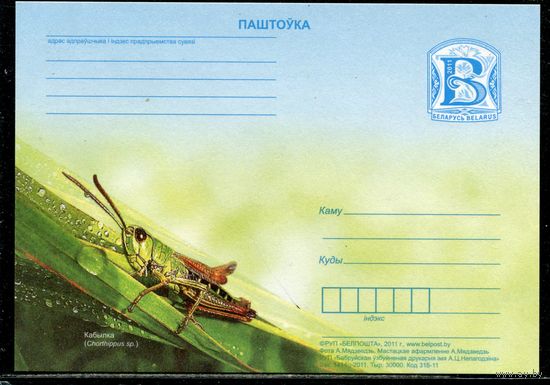 Беларусь 2011. ПК. Фвуна. Кузнечик