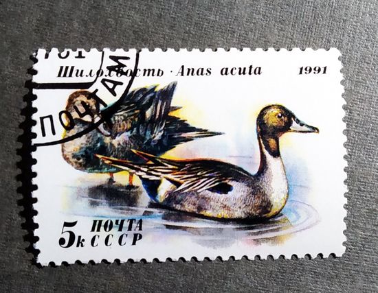 Марка СССР 1991 год Утки