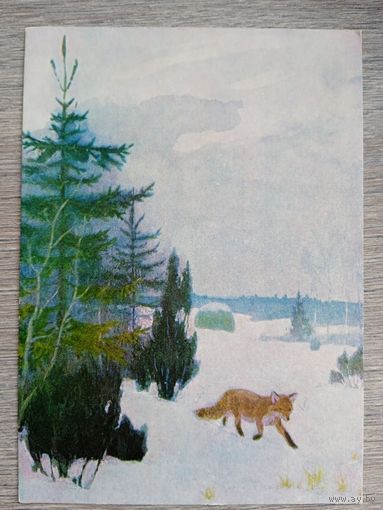 1956. Никольский. Лиса