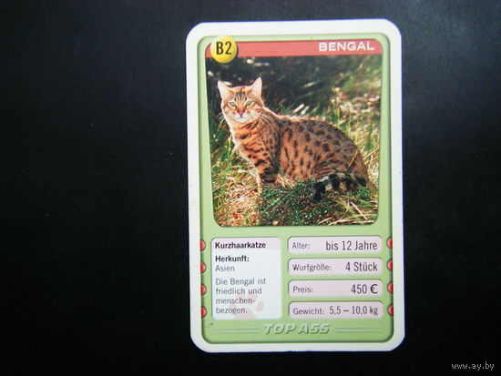 Карточка КОШКИ 29