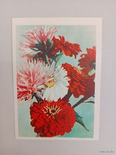 Открытка,1967, БССР,чистая