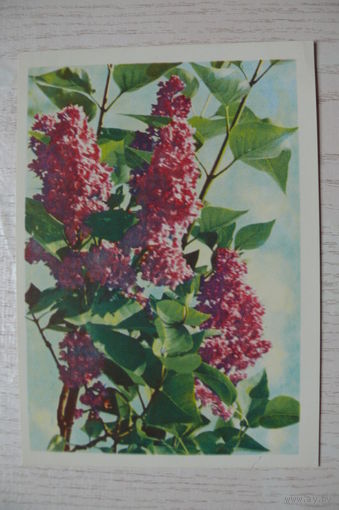 Ананьина А., Сирень "Шарль Жоли"; 1966, подписана (изд. Минск).