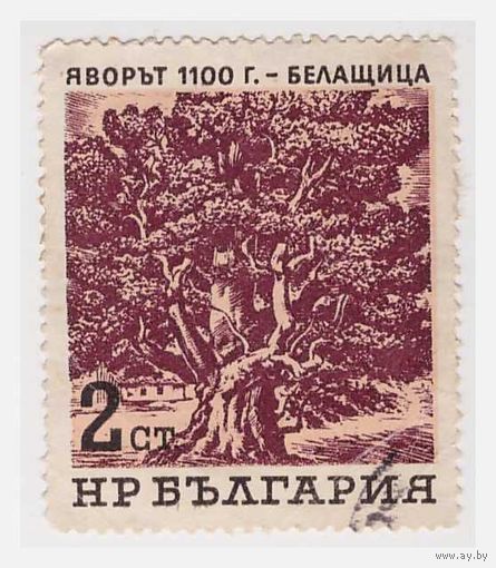 Болгария 1100-летний явор