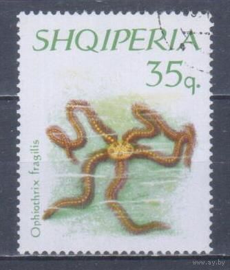 [2455] Албания 1966. Морская фауна.Морская звезда. Гашеная марка.