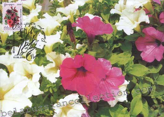 Картмаксимум "Петуния"