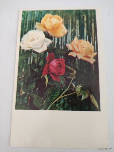Открытка 1971г, фото Г.Костенко, цена за единицу