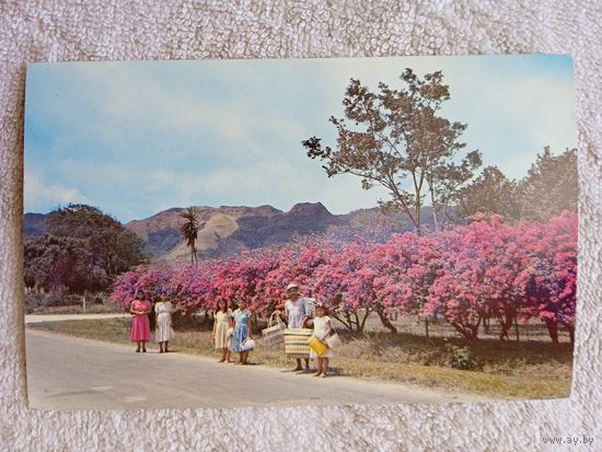 Панама, Эль-Валье-де-Антон.