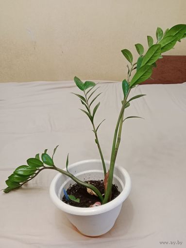 Замиокулькас (цветок с горшком)