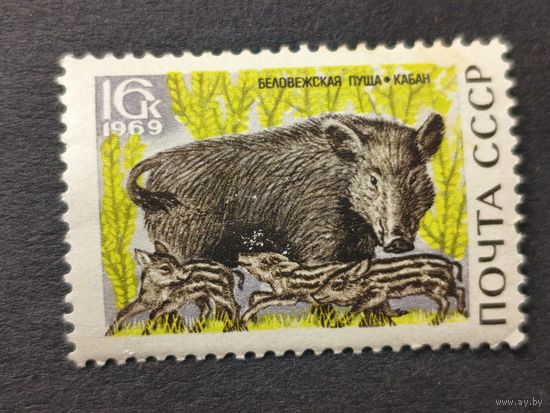1969 СССР. Природный заповедник "Беловежская пуща". Дикий кабан