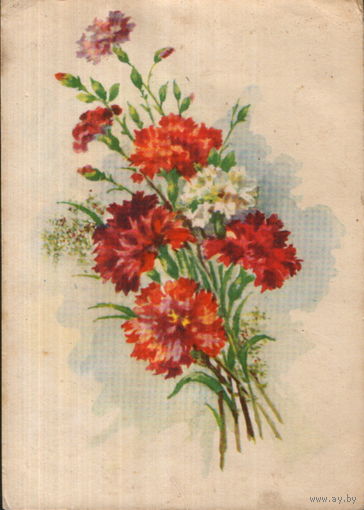 Подписанная открытка 1959г. "Гвоздики" худ. П. Павлов