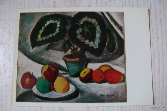 Машков И., Натюрморт с бегониями; чистая.
