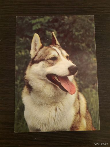 Открытка собака,лайка