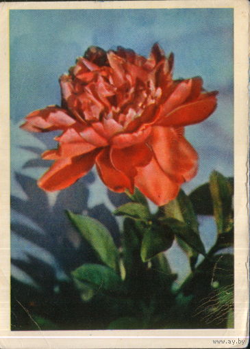 Подписанная открытка 1963г. "Пион" фото Л. Раскин