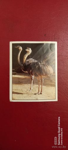 Наклейка PANINI, Animals, 51
