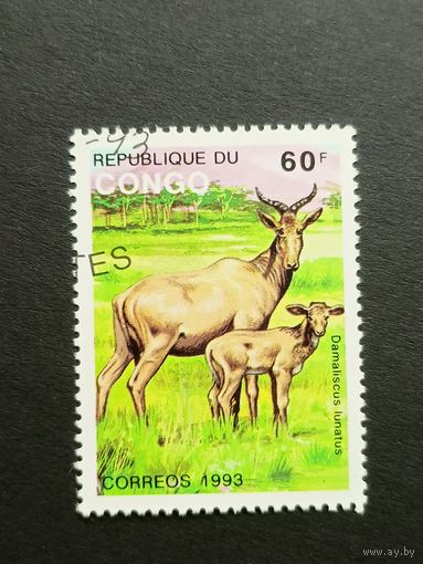 Конго 1993. Животные