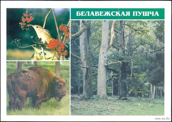 Беларусь ДМПК 1998 Беловежская пуща