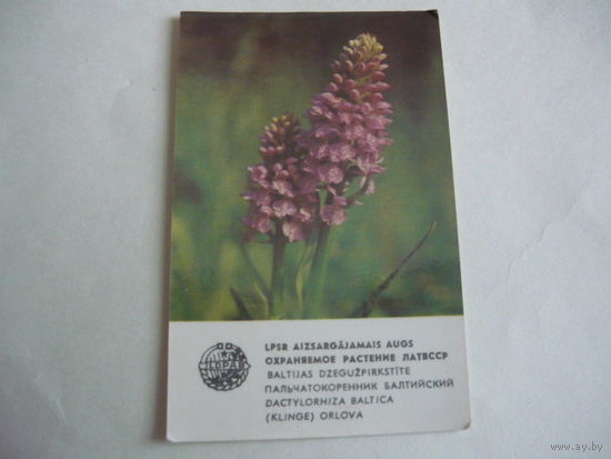 Календарик.Охранямое растение Лат.ССР.