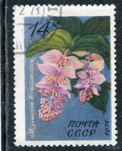 СССР 1971.. Флора. Мединилла великолепная