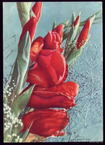 1965 год Т.Ананьина Гладиолусы