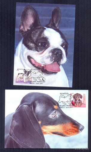 Беларусь 2017 Картмаксимумы щенки фауна