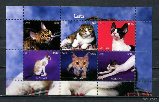 Малави - 2011 - Коты - 1 блок. MNH.  (Лот 79HC)-T4P55