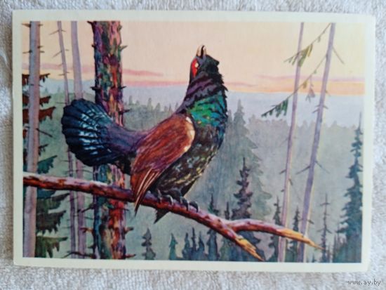 Сидоров. Токующий глухарь