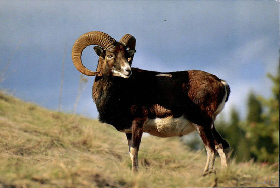 Почтовая карточка "Еурапейскi муфлон"