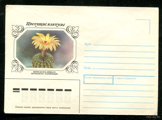 Конверт. Цветущие кактусы. Нотокактус. 1983