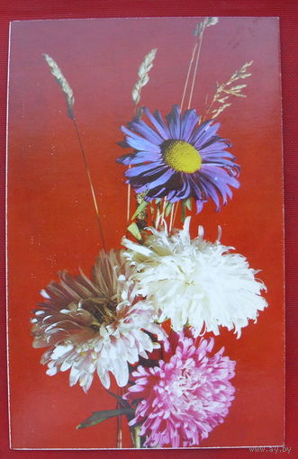 Композиция из цветов. Чистая. 1975 года. Фото Столярова. * 89.