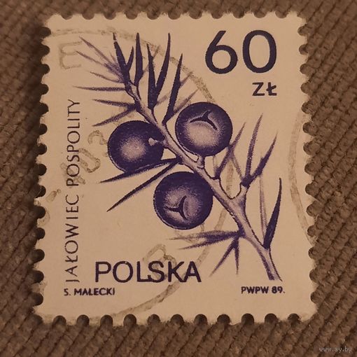 Польша 1989. Можевельник