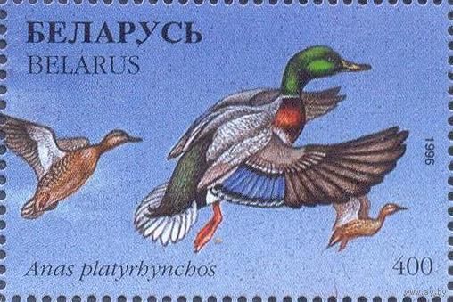 Беларусь 1996 фауна утки