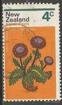 Новая Зеландия. Цветы. Астры. 1972г. Mi#584.