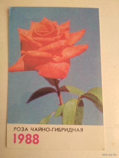Карманный календарик. Роза чайно-гибридная . 1988 год