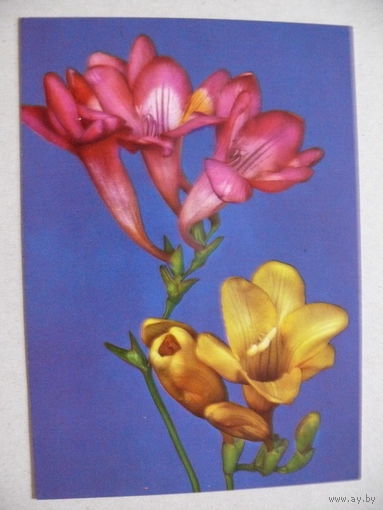 Открытка ГДР, Цветы (7), 1974, чистая.