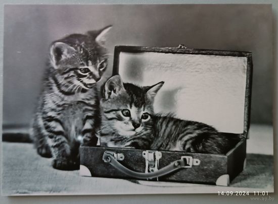 Котята. Открытка