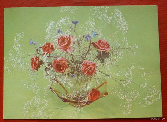 Цветы. Чистая. 1977 года. Фото Мезенцева. #65.