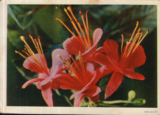 Чистая открытка 1964г. "Фуксия" фото Я. Гайлитис