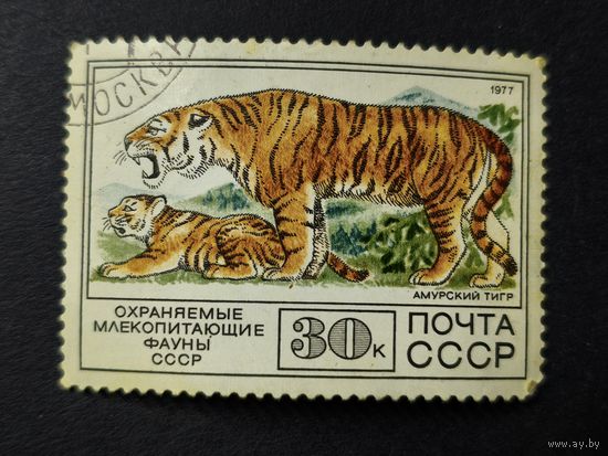 1977 СССР. Фауна. Амурский тигр