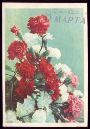 1965 год Т.Ананьина Голландская гвоздика
