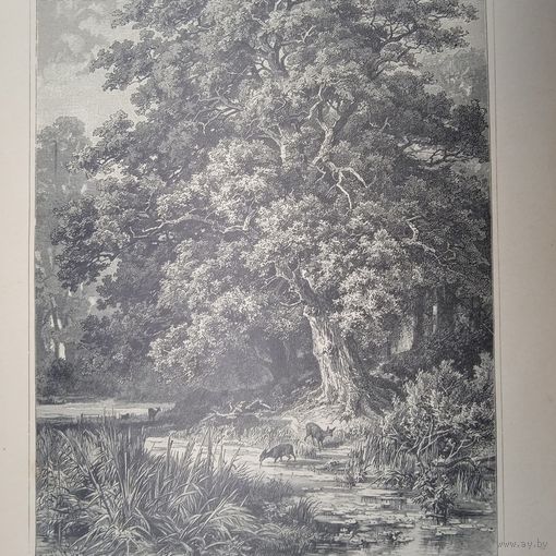 Дубъ 1. 2. Энциклопедическая гравюра СПБ конец 19века 24х16см. РАСПРОДАЖА КОЛЛЕКЦИИ.