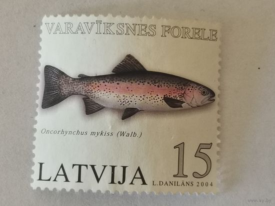 Рыба Латвии - микижа (Oncorhynchus mykiss)