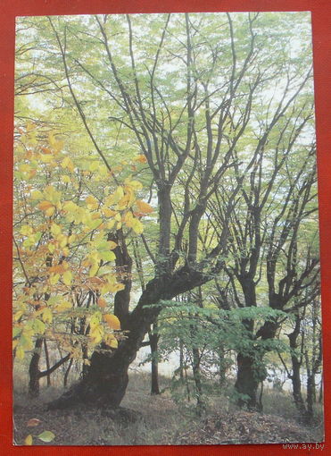 Осень. Чистая. 1988 года. Фото Захарченко. *134.