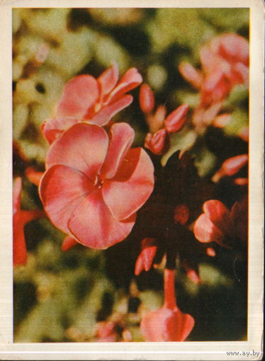Чистая открытка 1964г. "Флоксы" фото Л. Раскин