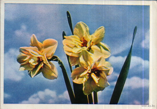 Чистая открытка 1965г. "Нарциссы" фото Е. Игнатович